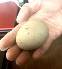 実家の札幌の畑からなのですが 祖母が鶏の卵くらいの大きさの卵を Yahoo 知恵袋