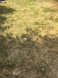 ゴルフ場のような芝生が目標ですが 現状の写真です どうしたら良 Yahoo 知恵袋