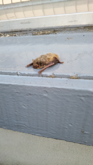 屋根にコウモリの赤ちゃんと大人のコウモリの死骸があります 