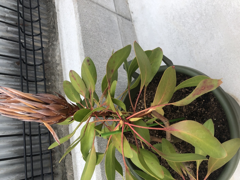 キングプロテアについて写真のようになってしまいました 花はもうダメでしょ Yahoo 知恵袋