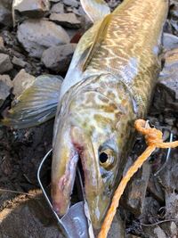 先日長野県内で釣れたものです ブラウントラウトとブルックトラウトが Yahoo 知恵袋
