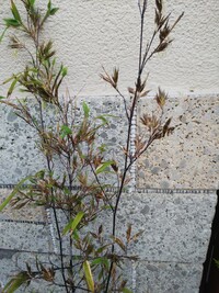 黒竹の枯れ昨年 春購入した鉢植えの黒竹を 昨年秋の庭に植え替えたのですが Yahoo 知恵袋