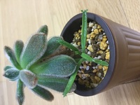 多肉植物の育て方を知りたいです おそらくボンビシナだと思います Yahoo 知恵袋