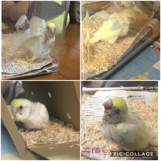 今日から飼い始めたセキセイインコなのですが この子はなんという種類なので Yahoo 知恵袋