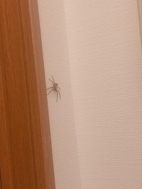 この画像の蜘蛛はゴキブリ食べる蜘蛛ですか よくトイレに出てくるのですが怖くて退治 教えて 住まいの先生 Yahoo 不動産