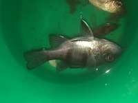 これはキビレという魚でしょうか サビキで釣れました 食べられますか 食べ Yahoo 知恵袋