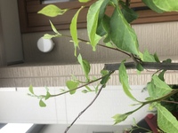 エゴノキの幹の一番下の土の部分に ノコギリで木を切った時のひき粉のよう Yahoo 知恵袋