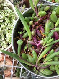 多肉植物のルビーネックレスについて詳しい方教えてください カット苗を購入 Yahoo 知恵袋