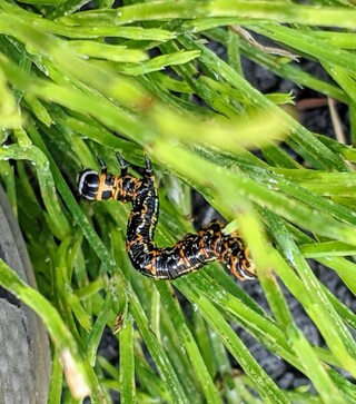 虫の写真あり閲覧注意ですプラムの木に尺取虫のようなオレンジと黒の虫がいま Yahoo 知恵袋