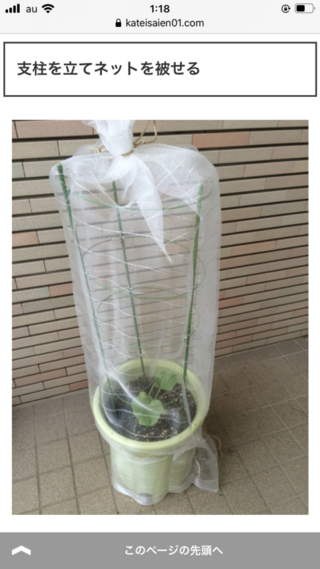 ミニ トマト 支柱 高 さ