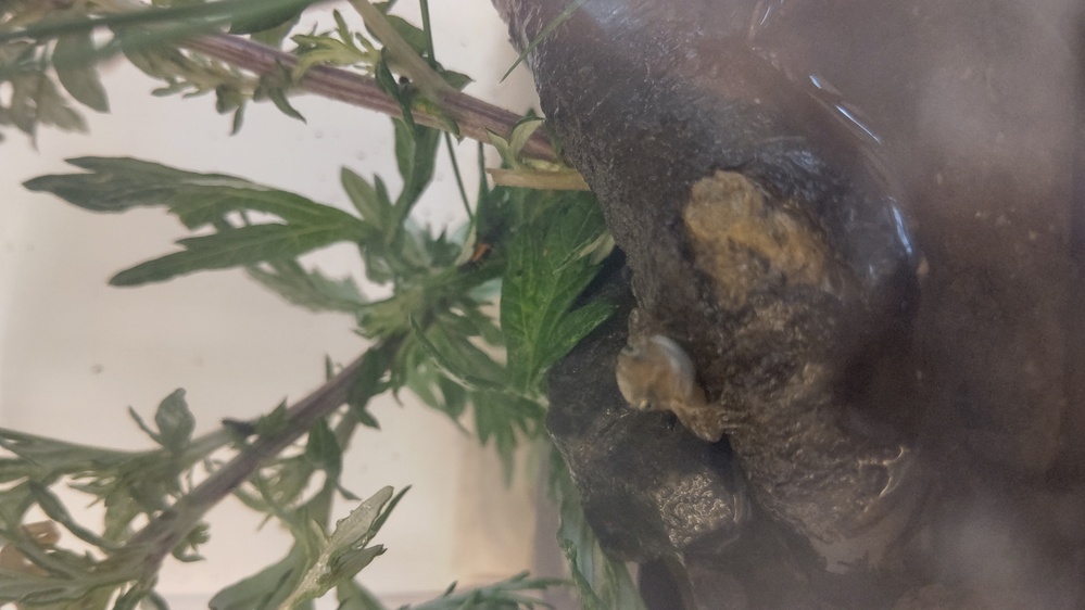 アマガエルのエサですが 最近 かえるになったばかり てんとう虫の幼虫は Yahoo 知恵袋