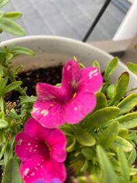 ミリオンベルを育てているのですが 花びらにうどん粉病のような症状が出 Yahoo 知恵袋