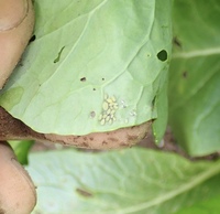 畑でコマツナを育てています 葉の裏に 虫の卵のようなものが付いていました Yahoo 知恵袋