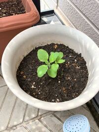 ミニトマトでしょうか 去年ミニトマトを植えていた根元に出てきた芽な Yahoo 知恵袋