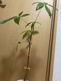 数年ほど前にikeaで買ったパキラが全然太くならず 葉も少 Yahoo 知恵袋