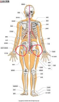 高2女子です 168cm53 です 朝はウエスト66 5 Yahoo 知恵袋