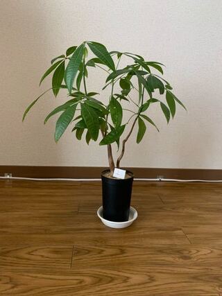 観葉植物のパキラについて パキラが成長して鉢が小さいような気がするの Yahoo 知恵袋