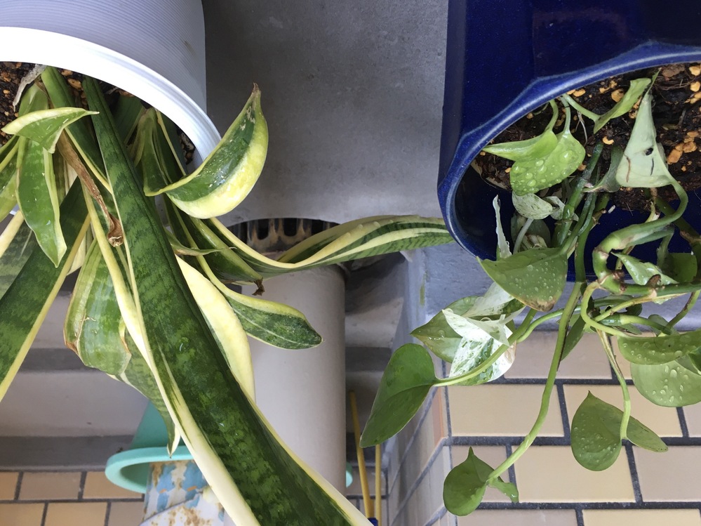 観葉植物の植え替えについて教えて下さい ポトスの水差しを今 土に植え替え Yahoo 知恵袋