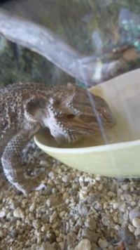 今朝 家を出る前に飼っているフトアゴヒゲトカゲが水を飲んでいた Yahoo 知恵袋