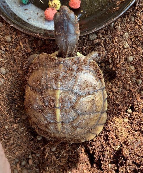 家で甲長5cm程のミツユビハコガメを飼っているのですが、甲羅に... - Yahoo!知恵袋