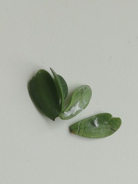 カイガラムシみたいなやつが寄生してしまった植物の葉に付いてたのですが こ Yahoo 知恵袋