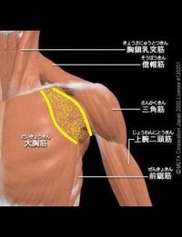 大胸筋の痛み今日の夜18時ぐらいから左胸の胸筋に違和感を感じ Yahoo 知恵袋