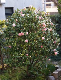 椿と南天の移植について教えてください 地植えされている１メー Yahoo 知恵袋