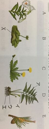 根 茎 葉の区別がある植物をa Eから全て選んで下さい よろし Yahoo 知恵袋