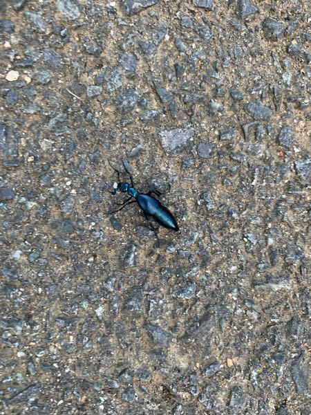 青いアリみたいなのがいたんですけどこれはなんですか Yahoo 知恵袋