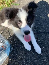 4ヶ月ボーダーコリー子犬を飼ってる者ですが 右目の周りの毛が左と比 Yahoo 知恵袋