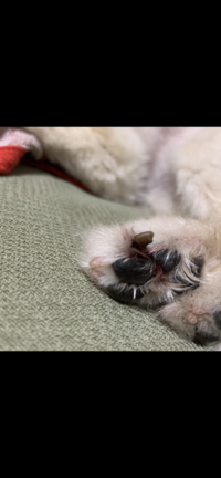 犬が爪を噛むのをやめません 毎日のように噛んでます なんでで Yahoo 知恵袋