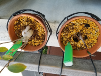 ダイソーの活力剤について ダイソーで購入した植物用の活力剤を Yahoo 知恵袋