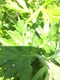 東京ディズニーシーで森川智之さんがアナウンスしてるとこってどこです Yahoo 知恵袋