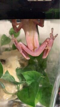 イエアメガエルについての質問です この子は太り過ぎでしょうか 餌はミル Yahoo 知恵袋