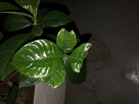 クチナシにオオスカシバの幼虫がついて新芽を食べてしまいます 見つけたら Yahoo 知恵袋