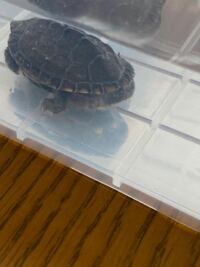 亀の体に白いモヤモヤのようなものがついていますなんですか また治療法な Yahoo 知恵袋