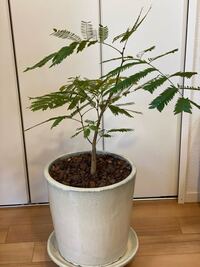 観葉植物を盆栽の幹みたいに太くするには 観葉植物を盆栽みたいに Yahoo 知恵袋