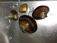 車の希望ナンバーでよく見かけるのですが ８００８ １１０３は何 Yahoo 知恵袋