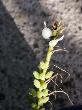 リプサリス 花が咲かない 乾いた壁