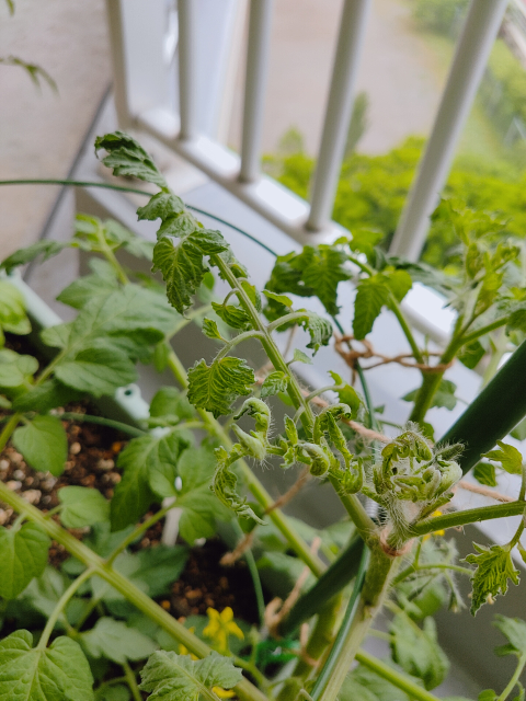 このミニトマトはモザイク病 それとも何か他の病気でしょうか Yahoo 知恵袋