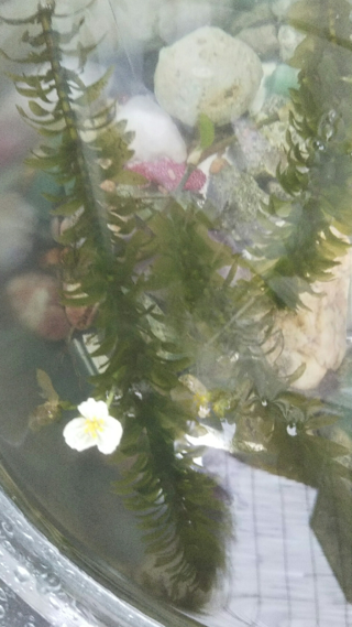 何という水草ですか 白い花が咲きました アナカリスですね Yahoo 知恵袋