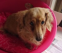 飼い犬のミニチュアダックスフンド11歳の顔の右側の目の下から耳 Yahoo 知恵袋