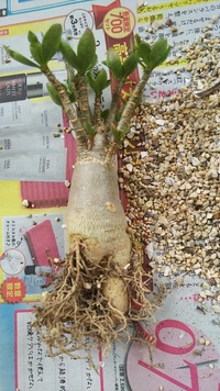 アデニウムが柔らかくなってしまいました 葉に元気がなく幹を触っ Yahoo 知恵袋