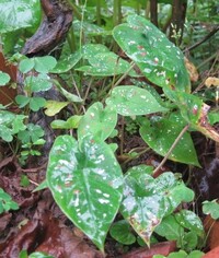 サトイモと似ていますが葉にピンクと白の斑紋があります和名を教えて下さい大 Yahoo 知恵袋