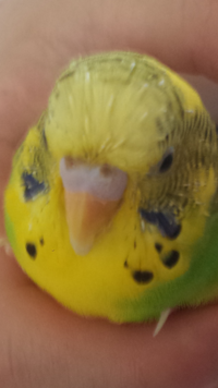 Youtuberが嫌いなわけじゃないのですが 目指してる人が嫌いです な Yahoo 知恵袋