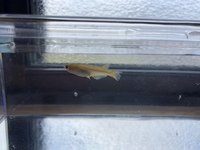 現在メダカを屋内で飼育していて一匹尾腐れ病の症状がある個体がい Yahoo 知恵袋