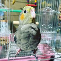 オカメインコについて質問です オスのオカメインコはいつ頃 Yahoo 知恵袋