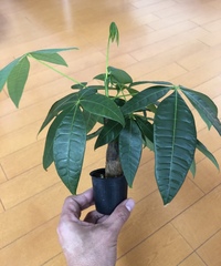 観葉植物初心者です 1年前に100均で買ったパキラが大きくなったんですが Yahoo 知恵袋