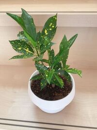 ダイソーで買った小さな観葉植物ですが どんどん成長してます これは Yahoo 知恵袋