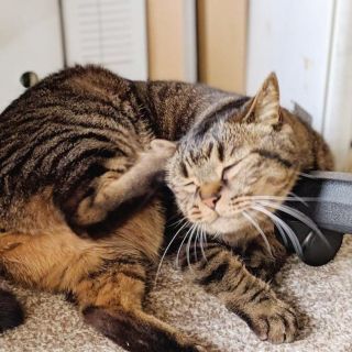 猫が足をプルプル振るんです。 - ここ2日くらいに急にやりだしました 